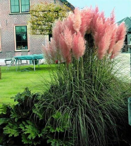 Pink Pampas Grass Seeds - 100 Cortaderia Selloana Seeds for Outdoor Garden - Image 1