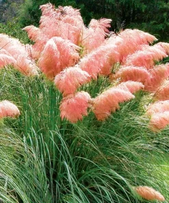 Pink Pampas Grass Seeds - Hardy Perennial Ornamental Flower Seeds - Image 2