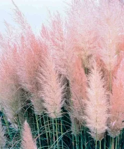 Pink Pampas Grass Seeds - Hardy Perennial Ornamental Flower Seeds - Image 3