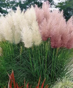 Pink Pampas Grass Seeds - Hardy Perennial Ornamental Flower Seeds - Image 4
