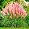 Pink Pampas Grass Seeds - Hardy Perennial Ornamental Flower Seeds - Image 1