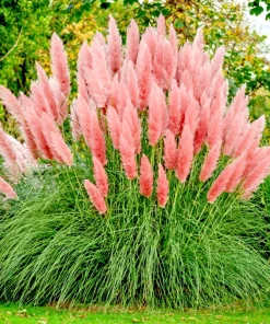 Pink Pampas Grass Seeds - Hardy Perennial Ornamental Flower Seeds - Image 1