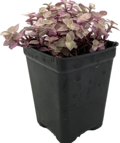 Pink Panther Callisia Repens Live Plant - 2.5" Pot - Indoor Trailing Plant - Image 2
