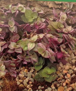 Pink Panther Callisia Repens Live Plant - 2.5