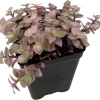 Pink Panther Callisia Repens Live Plant - 2.5" Pot - Indoor Trailing Plant - Image 1