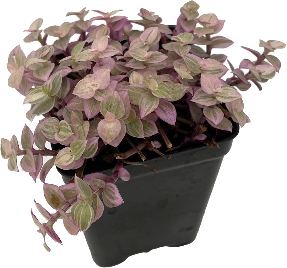 Pink Panther Callisia Repens Live Plant - 2.5" Pot - Indoor Trailing Plant - Image 1