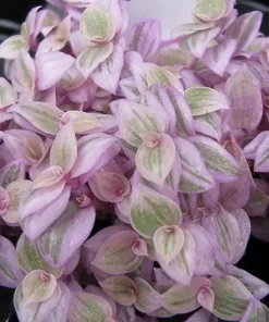 Pink Panther Callisia Repens Live Plant – Variegated Bolivian Jewel – 2 Inch Pot – Indoor - Image 2