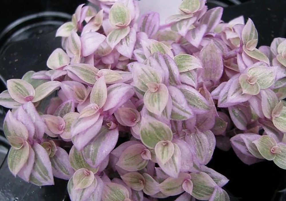 Pink Panther Callisia Repens Live Plant – Variegated Bolivian Jewel – 2 Inch Pot – Indoor - Image 2