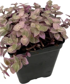 Pink Panther Callisia Repens Live Plant – Variegated Bolivian Jewel – 2 Inch Pot – Indoor - Image 1