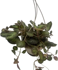 Pink Panther Flame Violet Live Plant – Episcia – 6 inch Hanging Basket - Image 2