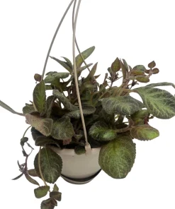 Pink Panther Flame Violet Live Plant – Episcia – 6 inch Hanging Basket - Image 3