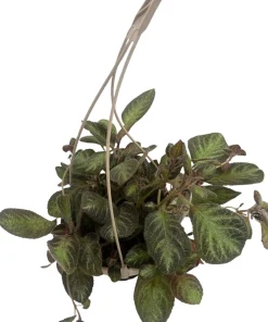 Pink Panther Flame Violet Live Plant – Episcia – 6 inch Hanging Basket - Image 4