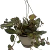 Pink Panther Flame Violet Live Plant – Episcia – 6 inch Hanging Basket - Image 1