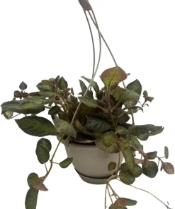 Pink Panther Flame Violet Live Plant – Episcia – 6 inch Hanging Basket - Image 1
