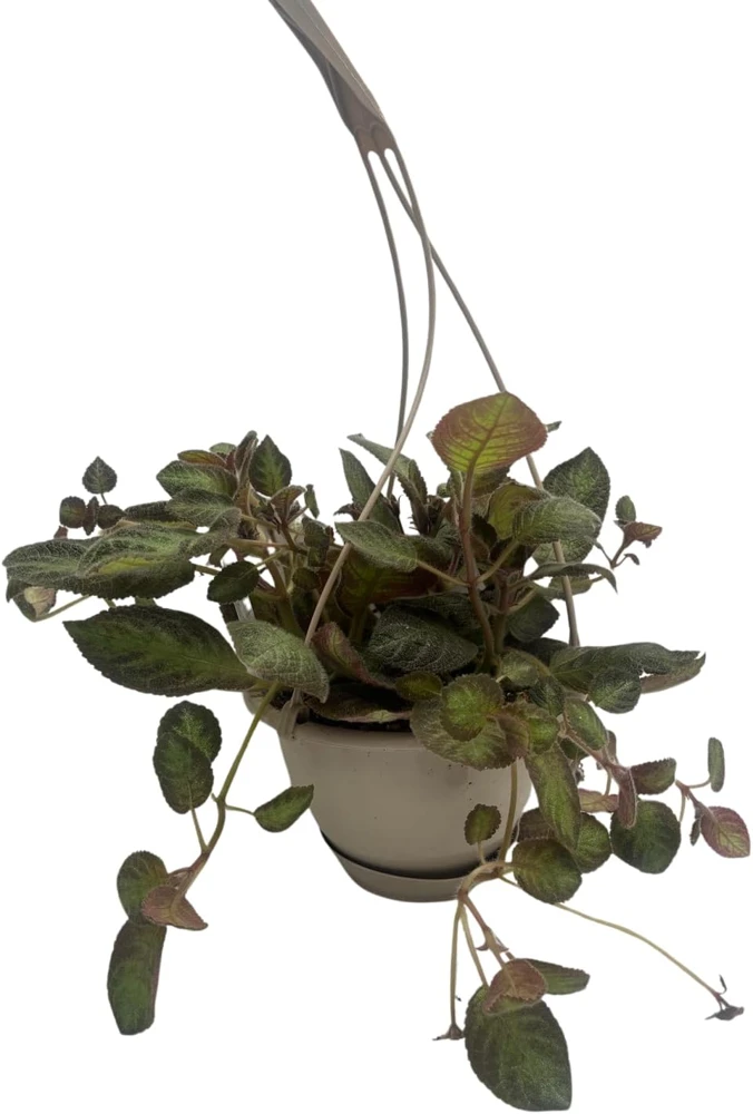 Pink Panther Flame Violet Live Plant – Episcia – 6 inch Hanging Basket - Image 1
