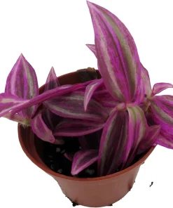 Pink Paradise Tradescantia Live Plant – 2.5 Inch Pot – Vibrant Houseplant - Image 2