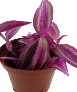 Pink Paradise Tradescantia Live Plant – 2.5 Inch Pot – Vibrant Houseplant - Image 3