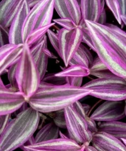 Pink Paradise Tradescantia Live Plant – 2.5 Inch Pot – Vibrant Houseplant - Image 4