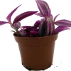 Pink Paradise Tradescantia Live Plant – 2.5 Inch Pot – Vibrant Houseplant - Image 1