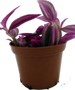 Pink Paradise Tradescantia Live Plant – 2.5 Inch Pot – Vibrant Houseplant - Image 1