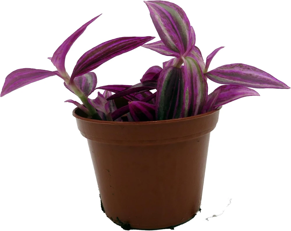 Pink Paradise Tradescantia Live Plant – 2.5 Inch Pot – Vibrant Houseplant - Image 1