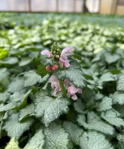 Pink Pewter Lamium Live Plant – Creeping Groundcover – Quart Pot – Shade - Image 2