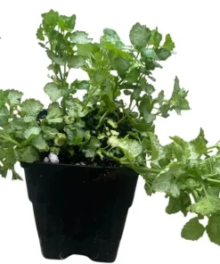Pink Pewter Lamium Live Plant – Creeping Groundcover – Quart Pot – Shade - Image 3