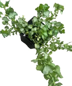 Pink Pewter Lamium Live Plant – Creeping Groundcover – Quart Pot – Shade - Image 4