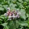 Pink Pewter Lamium Live Plant – Creeping Groundcover – Quart Pot – Shade - Image 1