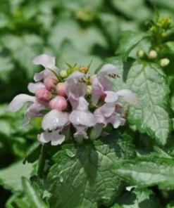 Pink Pewter Lamium Live Plant – Creeping Groundcover – Quart Pot – Shade - Image 1