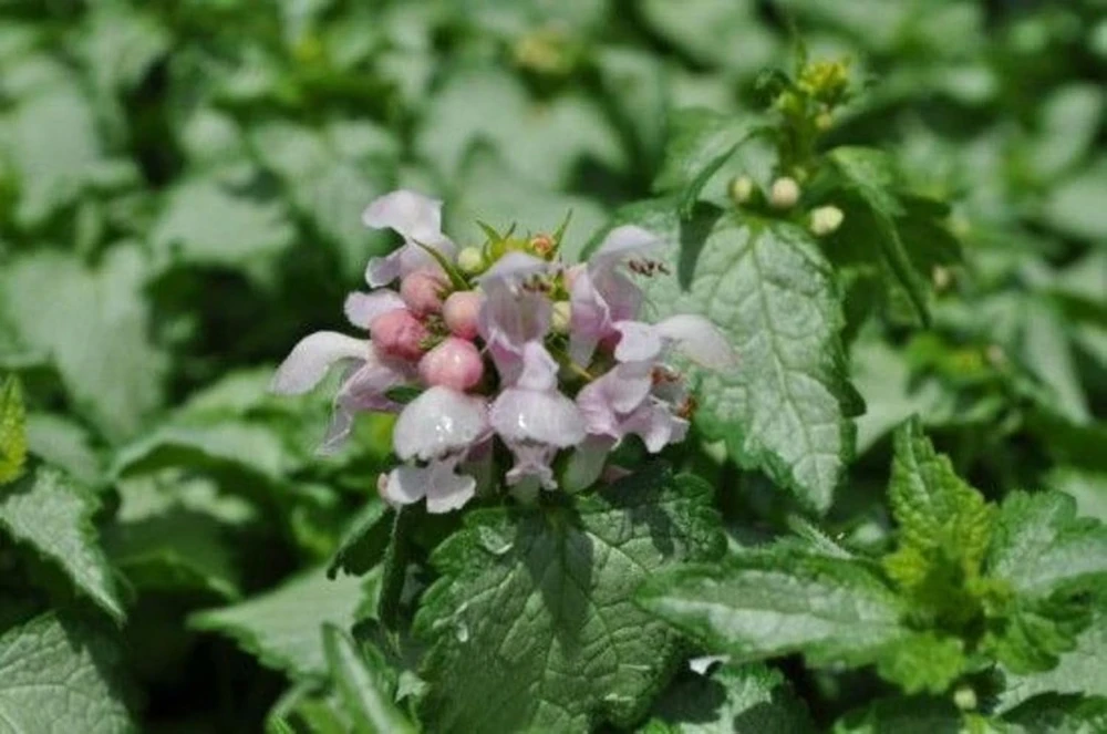 Pink Pewter Lamium Live Plant – Creeping Groundcover – Quart Pot – Shade - Image 1