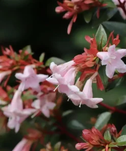 Pink Piñata Abelia Live Plant – 4 inch Pot – Bush & Shrub – Outdoor - Image 2