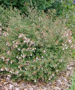 Pink Piñata Abelia Live Plant – 4 inch Pot – Bush & Shrub – Outdoor - Image 3
