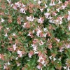 Pink Piñata Abelia Live Plant – 4 inch Pot – Bush & Shrub – Outdoor - Image 1
