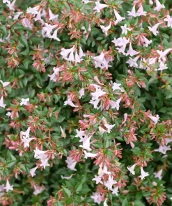 Pink Piñata Abelia Live Plant – 4 inch Pot – Bush & Shrub – Outdoor - Image 1