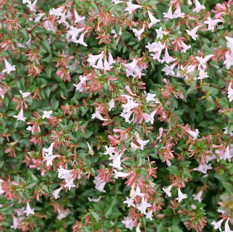 Pink Piñata Abelia Live Plant – 4 inch Pot – Bush & Shrub – Outdoor - Image 1