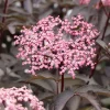 Pink Pony Elderberry Live Plant - Pink Flowers, 4" Pot, Zones 4-7 Outdoor Shrub - Image 1