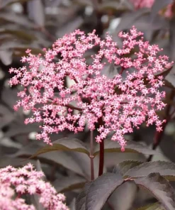 Pink Pony Elderberry Live Plant - Pink Flowers, 4