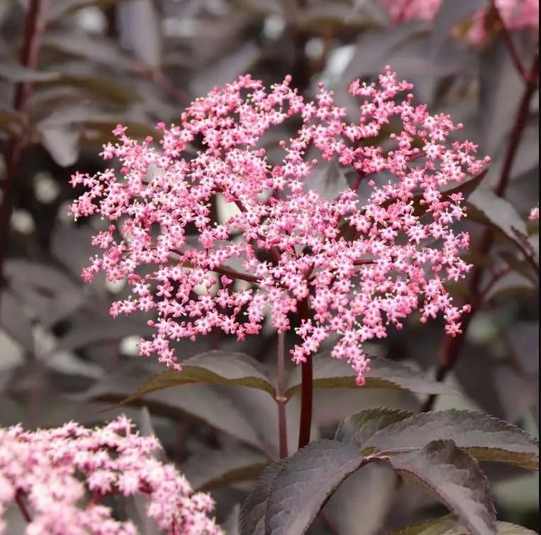 Pink Pony Elderberry Live Plant - Pink Flowers, 4" Pot, Zones 4-7 Outdoor Shrub - Image 1
