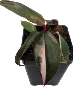 Pink Princess Philodendron Live Plant - 2.5 inch Pot - Indoor Aroid - Image 2