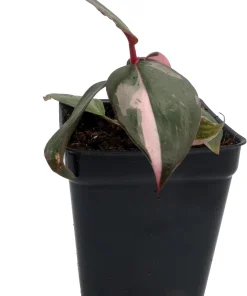 Pink Princess Philodendron Live Plant - 2.5 inch Pot - Indoor Aroid - Image 3