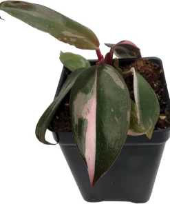 Pink Princess Philodendron Live Plant - 2.5 inch Pot - Indoor Aroid - Image 4