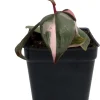 Pink Princess Philodendron Live Plant - 2.5 inch Pot - Indoor Aroid - Image 1