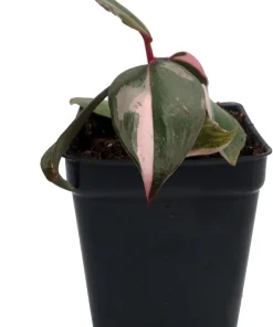 Pink Princess Philodendron Live Plant - 2.5 inch Pot - Indoor Aroid - Image 1