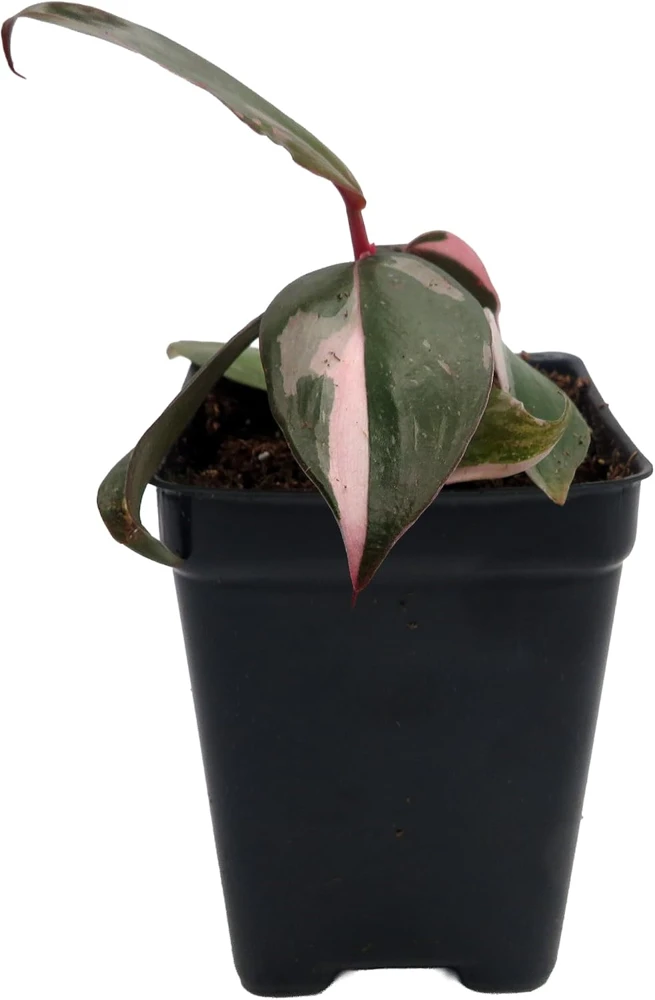 Pink Princess Philodendron Live Plant - 2.5 inch Pot - Indoor Aroid - Image 1