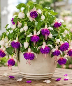 Pink Purple Fuchsia Live Plant – Bi-Color Flowers – 4-6 inch Tall – 5 inch Pot – Indoor/Outdoor - Image 5