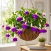 Pink Purple Fuchsia Live Plant – Bi-Color Flowers – 4-6 inch Tall – 5 inch Pot – Indoor/Outdoor - Image 1
