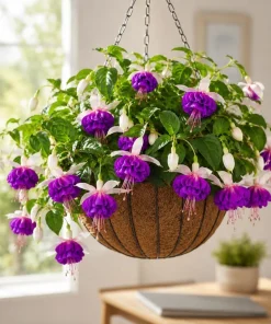 Pink Purple Fuchsia Live Plant – Bi-Color Flowers – 4-6 inch Tall – 5 inch Pot – Indoor/Outdoor - Image 1