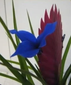 Pink Quill Live Plant - Tillandsia cyanea - Exotic Indoor Plant - 4" Pot - Image 2