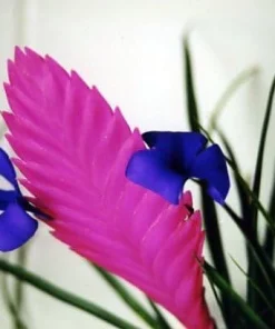 Pink Quill Live Plant - Tillandsia cyanea - Exotic Indoor Plant - 4